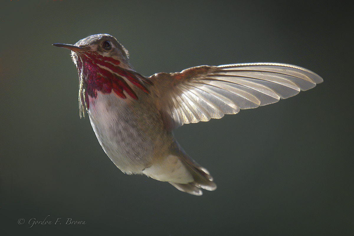 Calliope Hummingbird