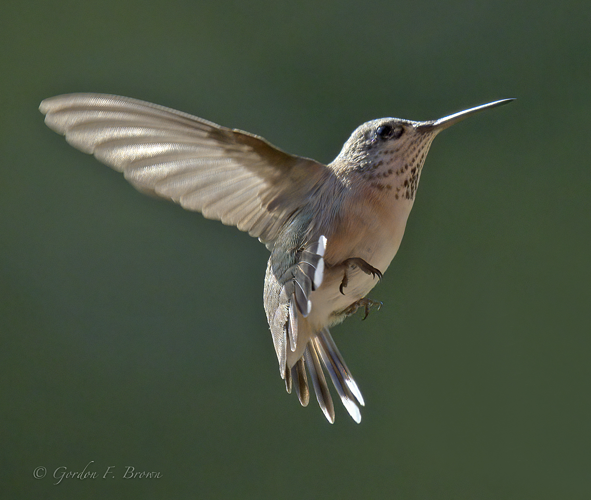 Female Calliopes Hummingbird