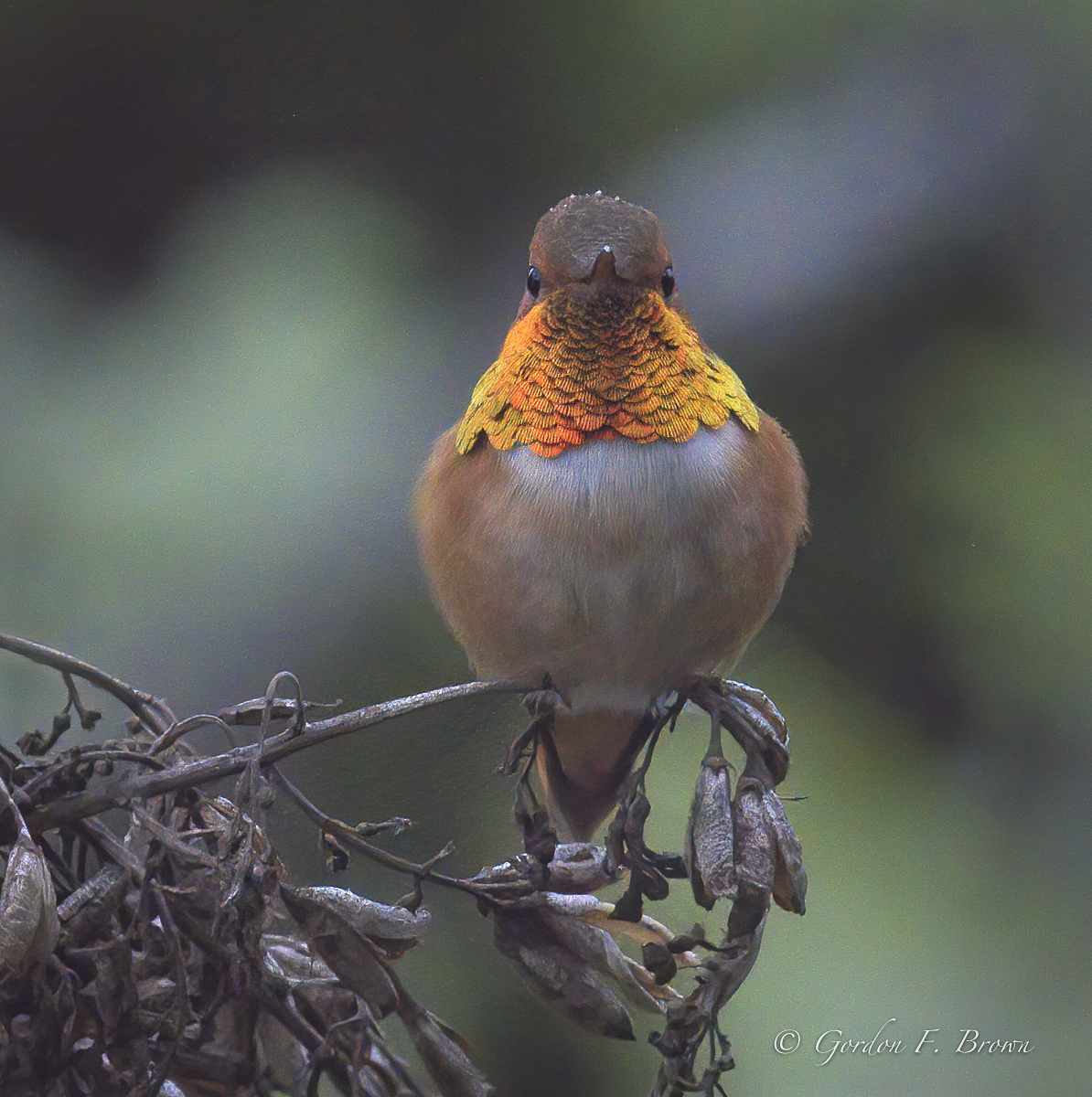 Rufous Hummingbird