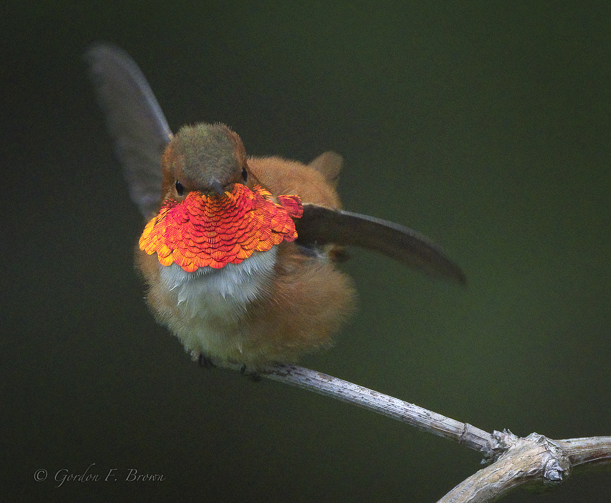 Rufous Hummingbird