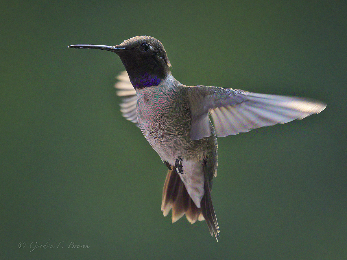 Black-chinned hummingbird