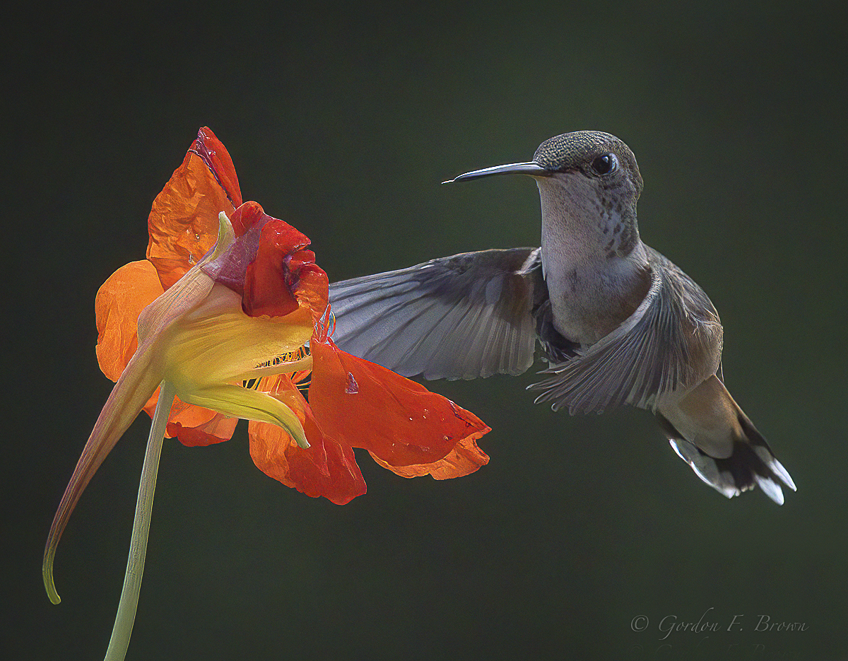 Female Black-chinned hummingbird