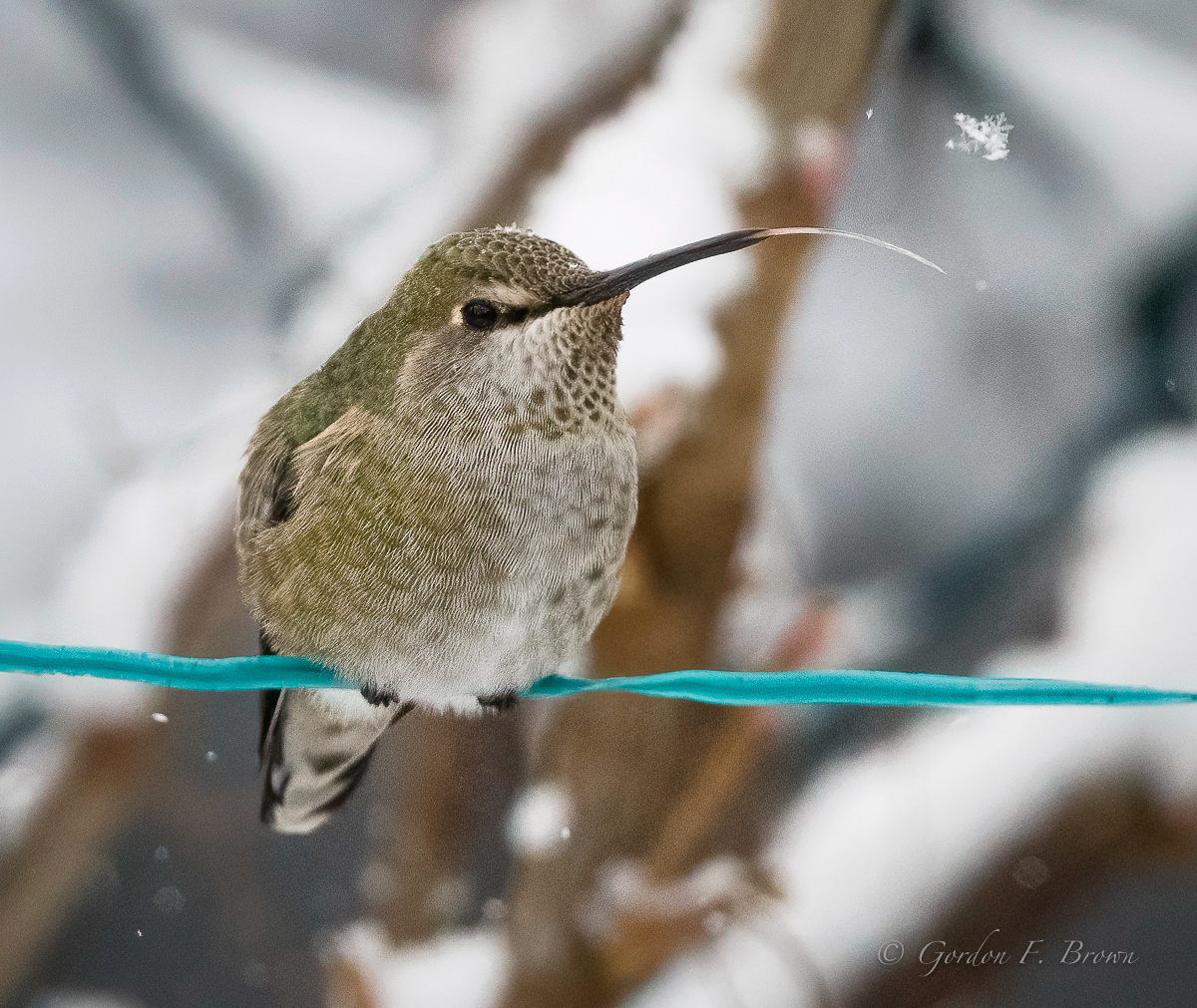 Female Anna's Hummingbird