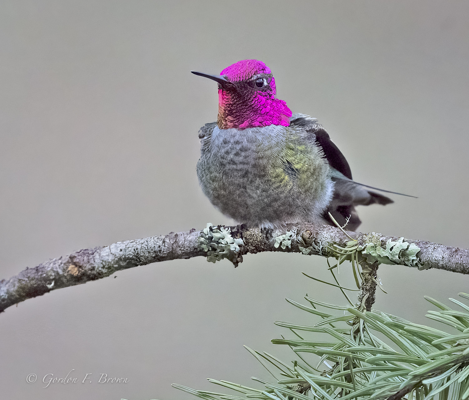 Male Anna;'s Hummingbird