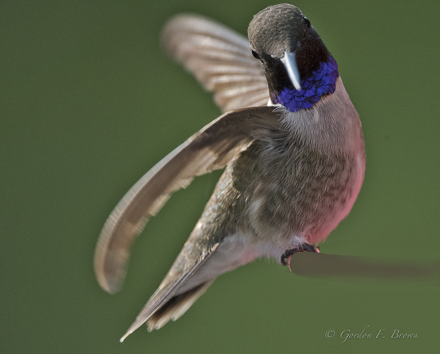 Black-chinned Hummingbird