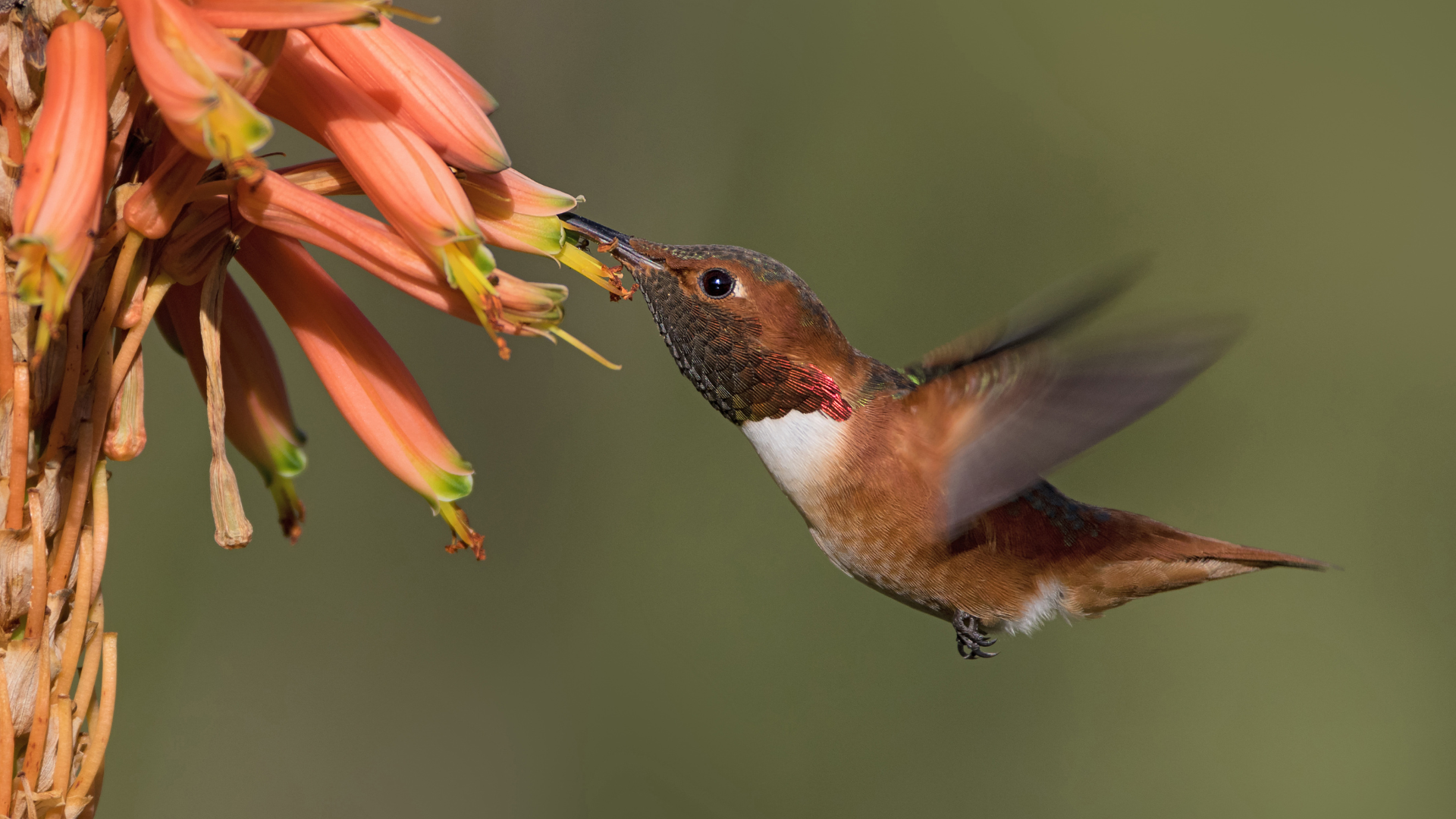 Male Allen's Hummingbird