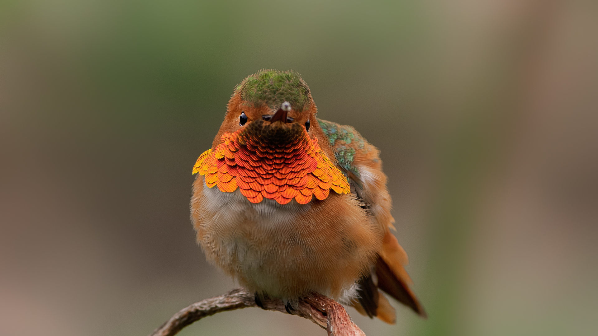 Allen's Hummingbird