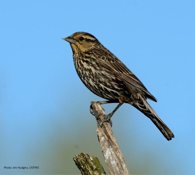 Female Red-winged Blackbird