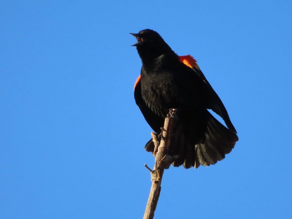 Red-winged blackbird calling