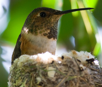 Female Allens Hummingbird