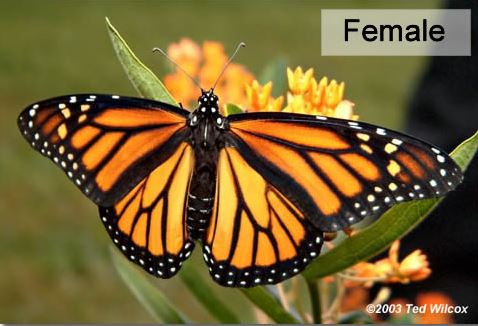 Female Monarch