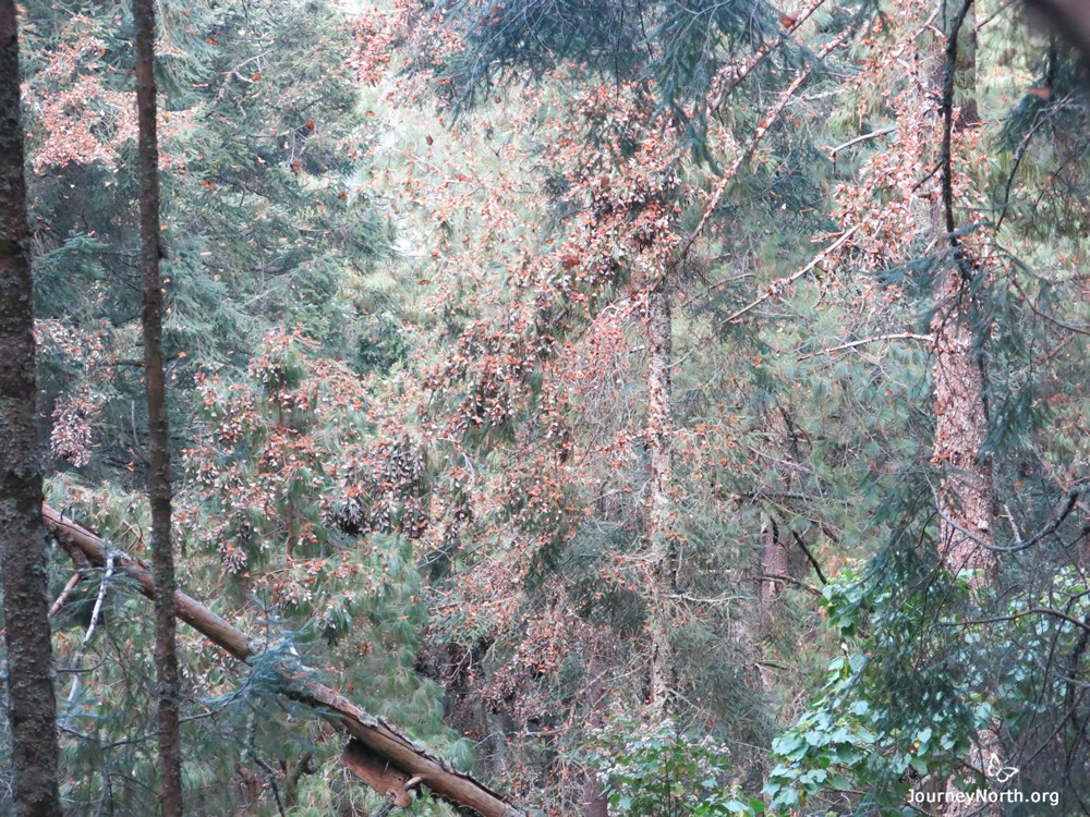 Monarch Butterflies at winter sanctuary in Mexico.