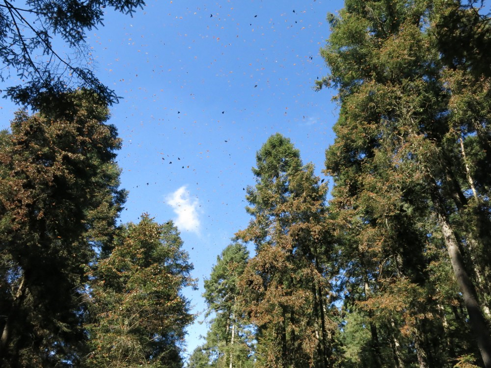 Monarch Butterflies flying at winter sanctuaries in Mexico.