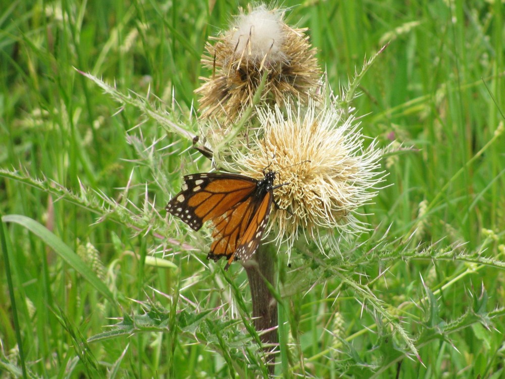 Over the course of a butterfly's life, its wings can be scratched by thorns, bristles, branches, grasses or anything sharp it encounters.