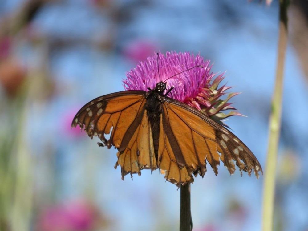 Wings that begin as fresh as a flower become dull, tattered, and torn over time. What happens?