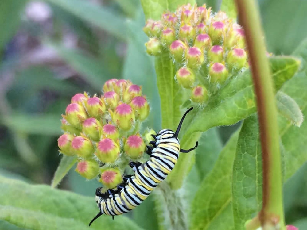 Image of monarch butterfly larvae on flowering milkweed