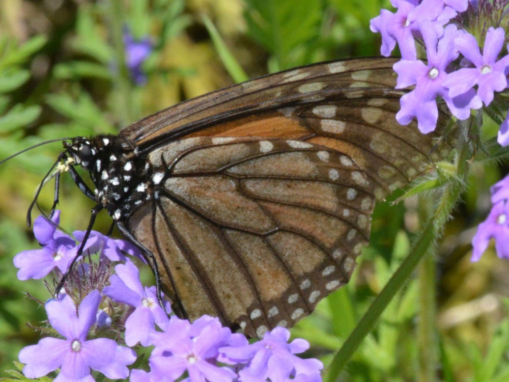 As the scales are scraped off, the clear, paper-thin wing underneath becomes visible. 