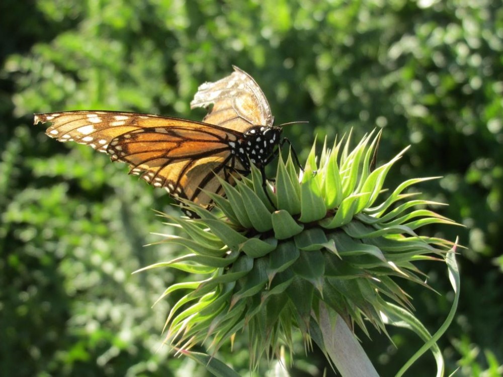 Wings can be damaged by wind, hail, snow, or rain. This female's forewings were tattered in a storm. The wind may have tossed her around or she may have been struck by flying debris.