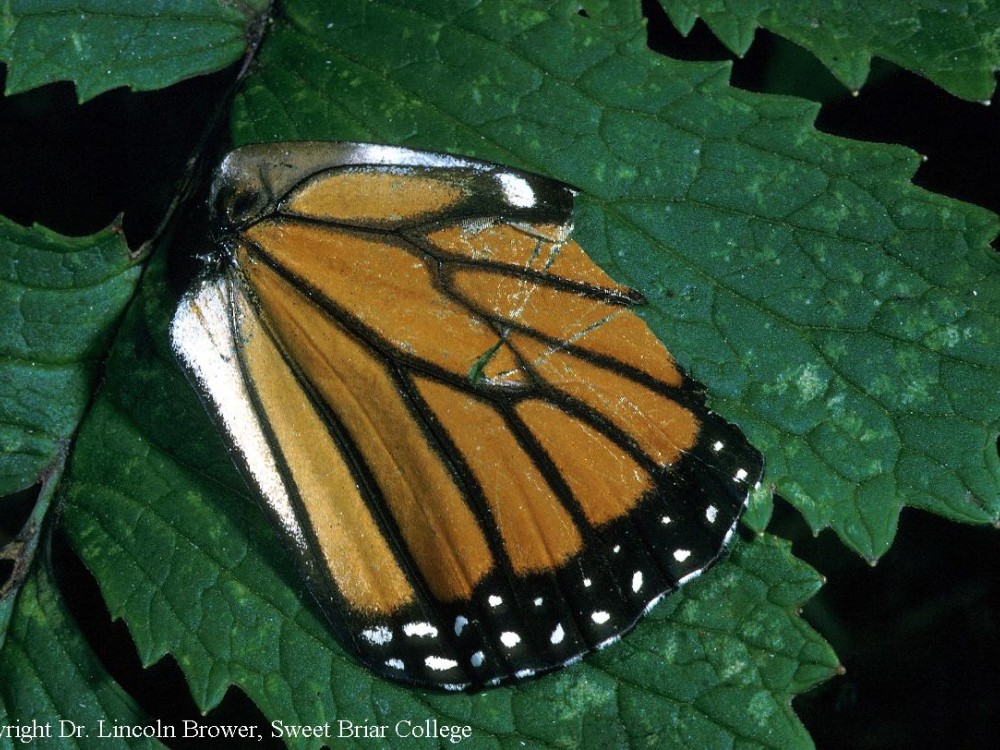 Sometimes the tears or scratches on a wing show evidence of a predator. The V-shaped scratch on this female's hind wing was likely made by the beak of a bird. 