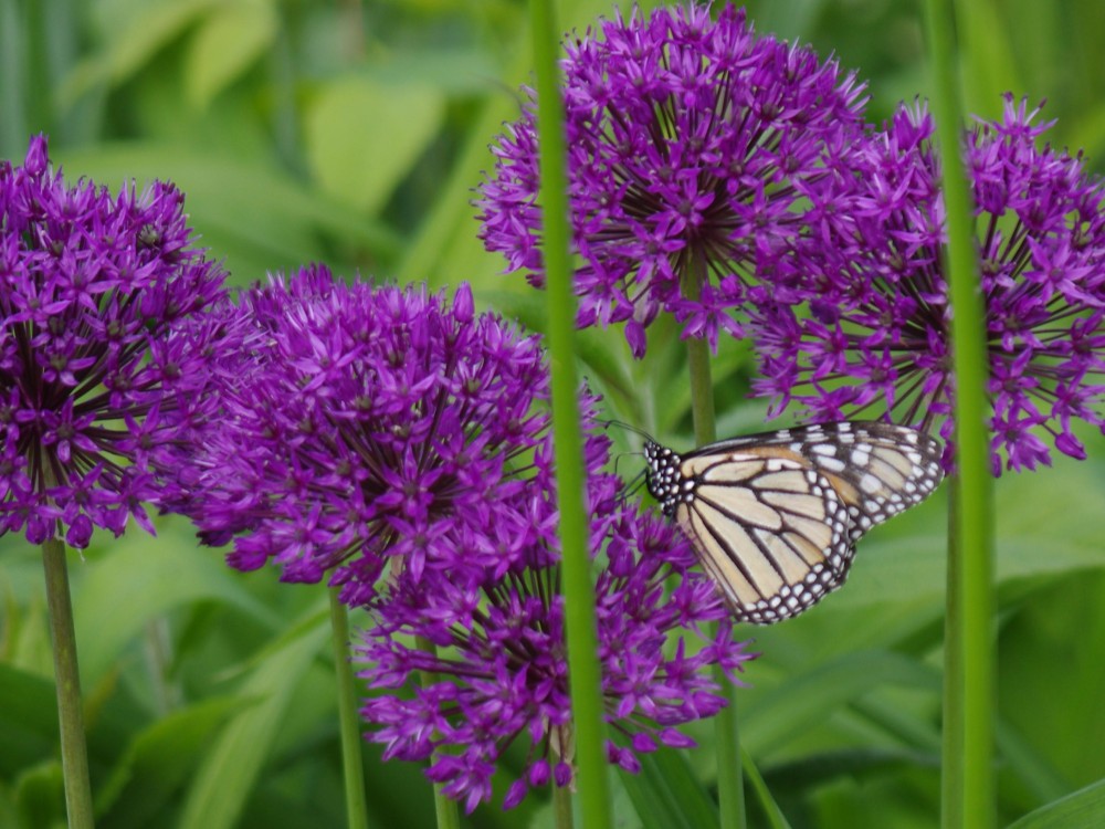 Image of Monarch Butterfly Necaring on Onion