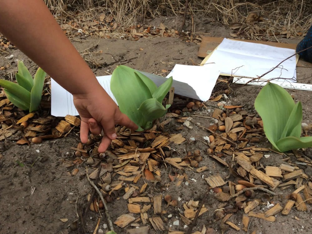 Photo of garden investigation