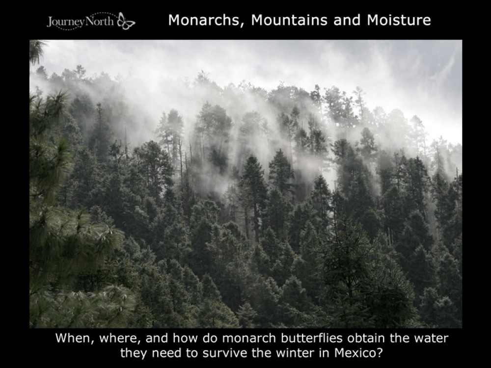 Journal Monarchs, Mountains, Moisture