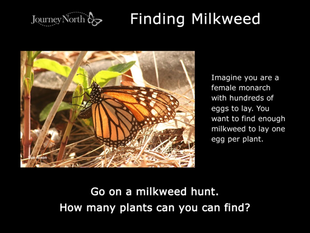 Journal Milkweed Hunt