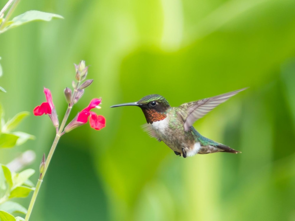 Citizen scientists across North America are observing seasonal changes and reporting hummingbird sightings. Join us as we track the migration of hummingbirds traveling to their breeding grounds. Photo by Linda Tully Pontius