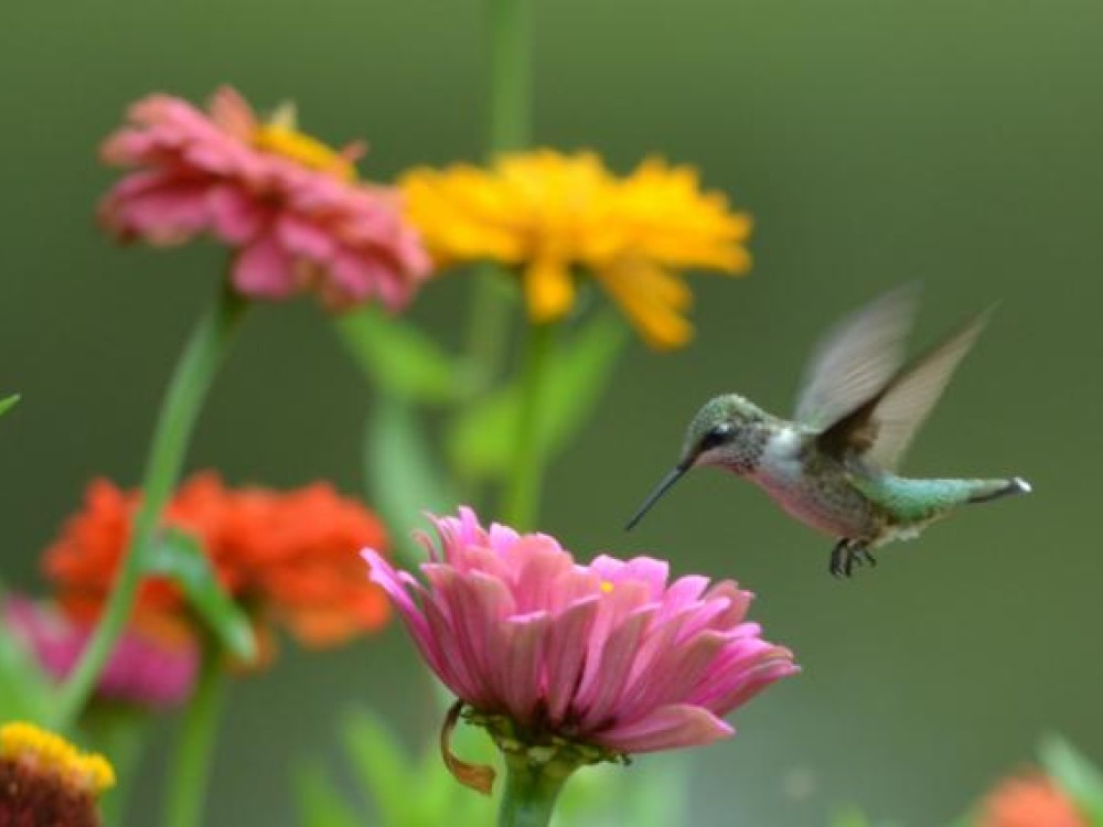 A hummingbird can zip backward, forward, sideways, and upside down. It can even hover in mid-air to sip nectar from flowers and feeders. Photo by Amy Evoniuk