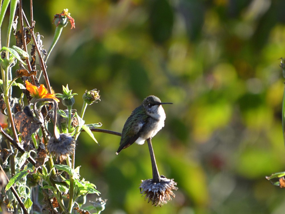 Fluffing out their feathers provides good insulation against cold temperatures. Photo by Amy Evoniuk