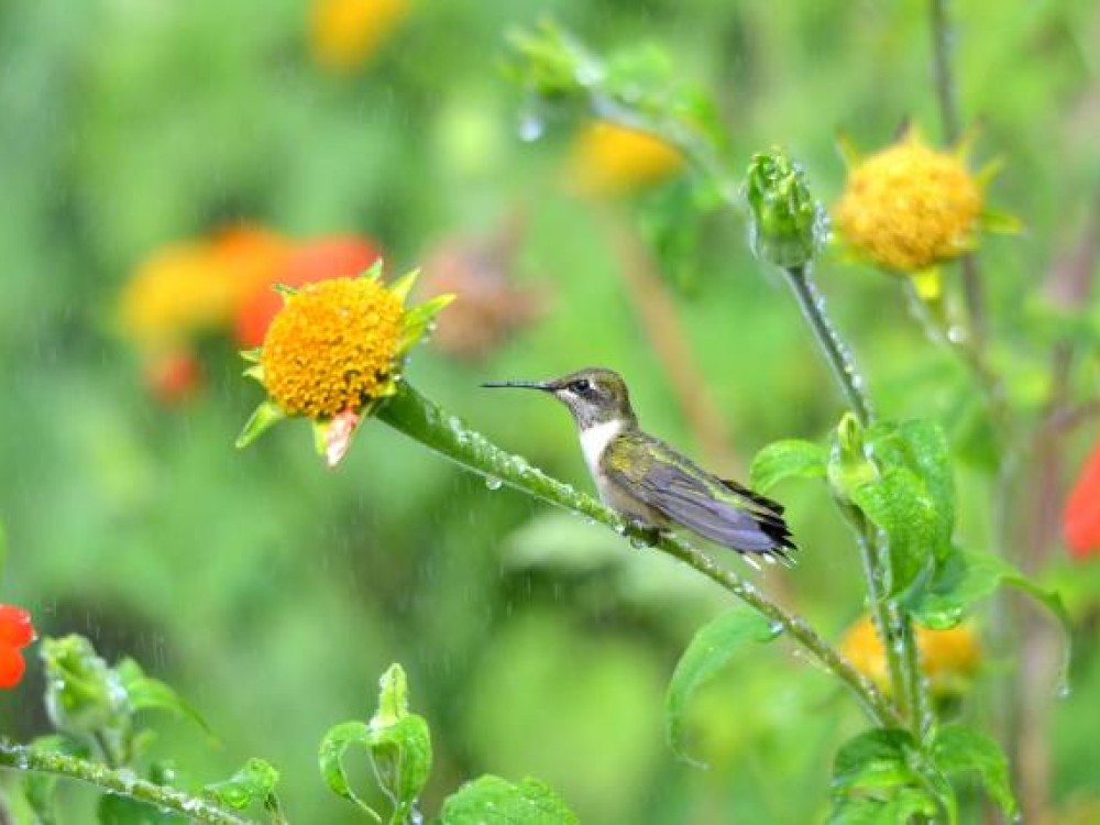 As busy as they are when we see them, hummingbirds actually spend 80% of their day perching. They need time to digest. Photo by Bernice Ziniewicz