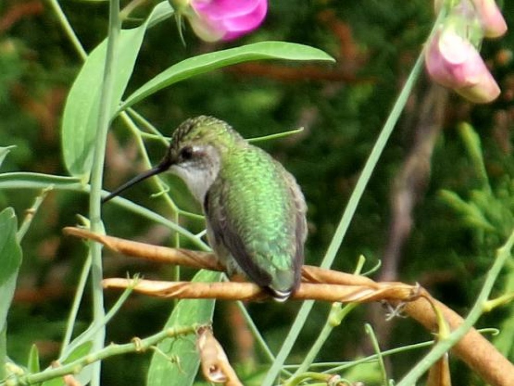 Migration is hard on feathers. Rubythroats have about 940 feathers to keep clean and properly aligned for aerodynamic flight. Photo by Darlene E. Stratford 