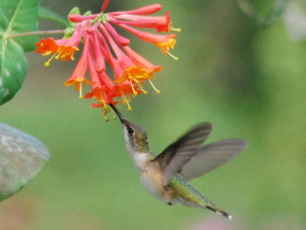 Trumpet Honeysuckle, in the family called Lonicera, is a favorite nectar source for hummingbirds. The trumpet-shaped flowers can last summer through winter in southern states and Mexico. In Patrick Hughes' garden hummingbirds were feeding on sugar water and honeysuckle, but wouldn't touch salvia and million bells. Photo by Patrick Hughs