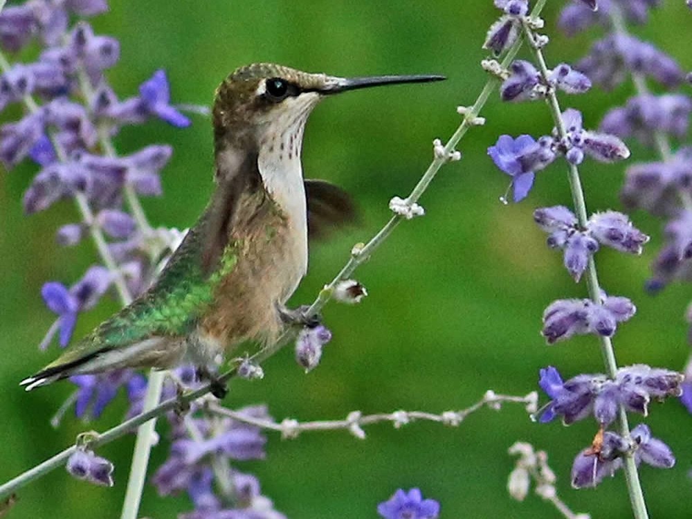 Zinnea elegans, also known as youth-and-age, is a member of the sunflower family. The solitary long-stemmed zinnea flowers come in many colors attractive to hummingbirds. Laura Wikston photographed this one on its fall journey south. Photo by Keith DeClercq