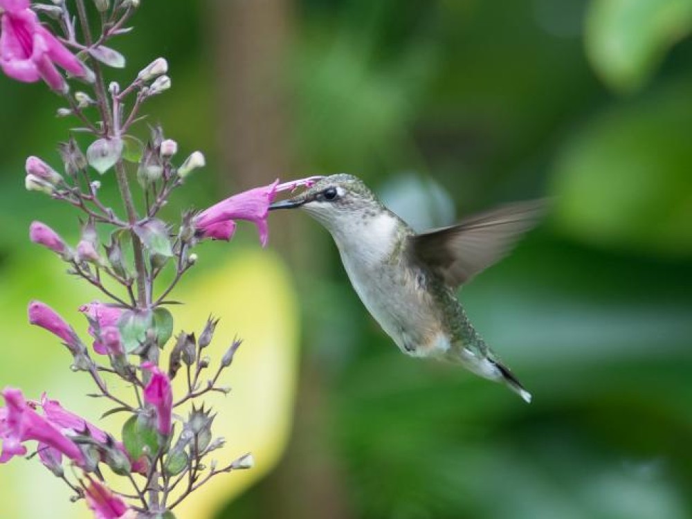 Penstemons, also known as beardtongues, are deciduous or semi-evergreen plants with flowers of a tubular shape. As you can see they are a perfect shape for delivering nectar to hummingbirds. Many species of penstemons are cultivated—and found in the wild. Photo by Linda Pontius