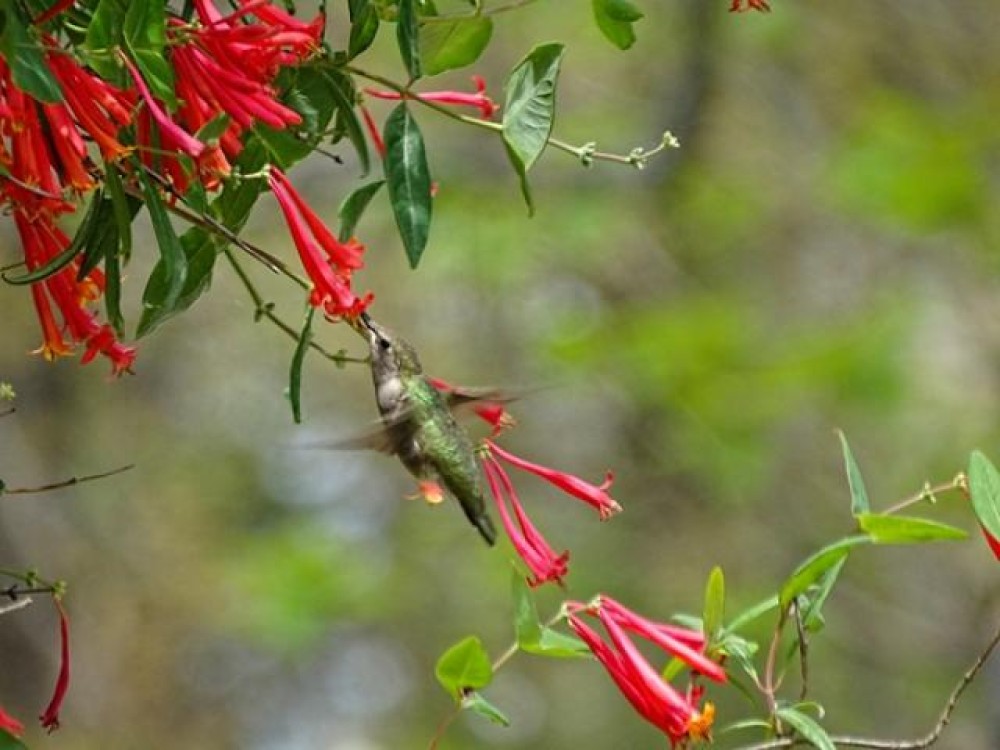 What seasonal changes need to happen before hummingbirds can get what they need? How can day length help us predict arrival times? Photo by Pamela Johnson