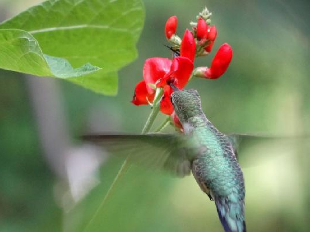 The scarlet runner bean, Phaseolus coccineus, is a perennial vine often planted as an annual. It forms a bright red flower followed by an edible bean. Photo by Glenna Harrower