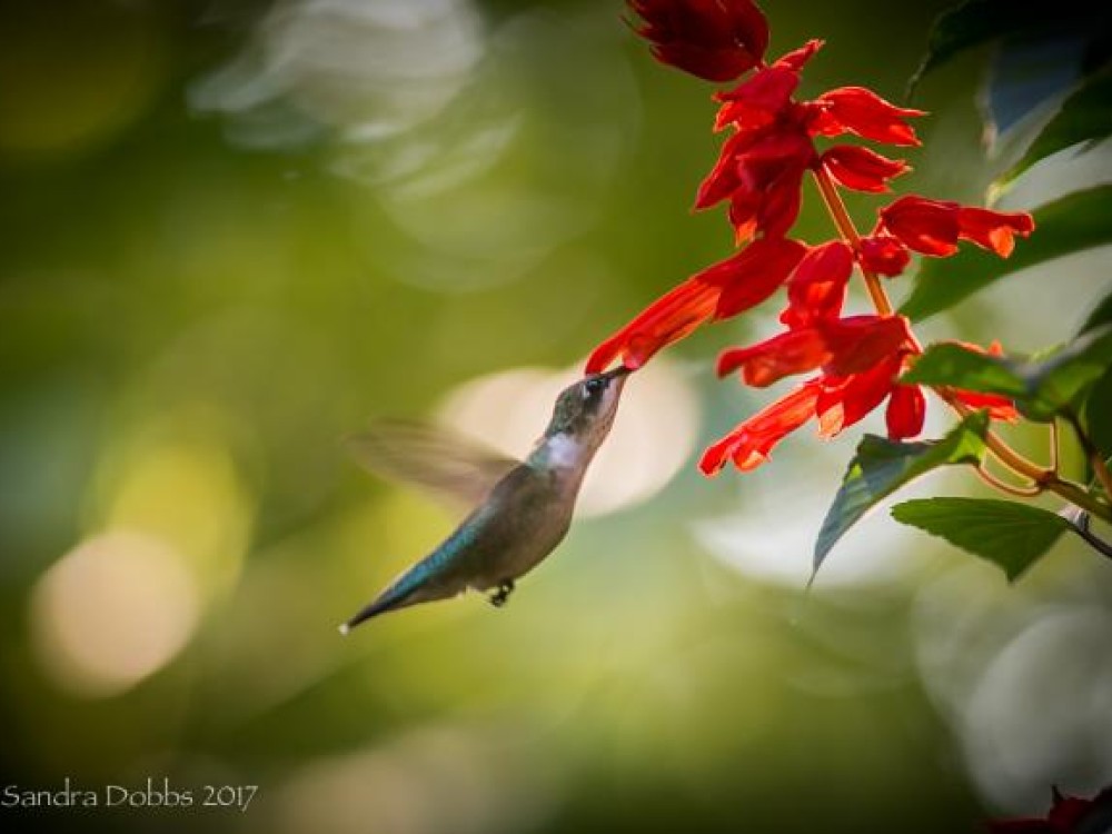 Image of hummingbird by Sandra Dobbs