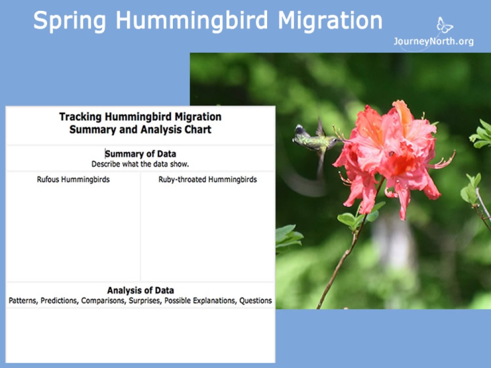 When will hummingbirds arrive in your area? Collect maps, create recording charts, and analyze migration data throughout the season.