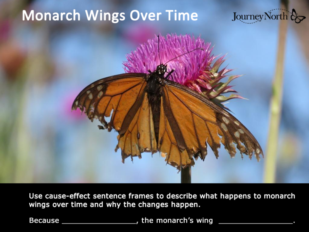 Infographic about Monarch Wings