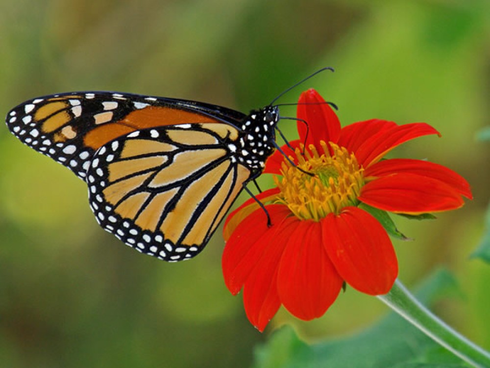 Citizen science involves everyday people in the process of scientific research. Across North America, citizen scientists contribute sightings of monarch butterflies each fall and spring. They report migrating monarchs, monarch eggs, monarch larvae and the first milkweed of spring. They report migrating monarchs, monarch eggs, monarch larvae and the first milkweed of spring. 