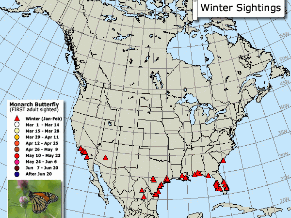 When you report your own observations to real-time migration maps, you contribute information that can be used for scientific research. Citizen scientists expand the possibilities for understanding and discovery. 
