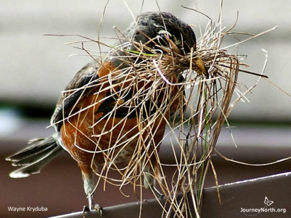 In April, some robins may still be migrating to the northernmost breeding range in Alaska, but most robins are on home territory. Gone are the social flocks of winter. Robins are now territorial. The melting snow and April showers mean wet, muddy ground. Mud + dead grass + worms = ideal conditions for nesting. Mates work together to build a sturdy nest in which to lay their eggs and hold their chicks. 