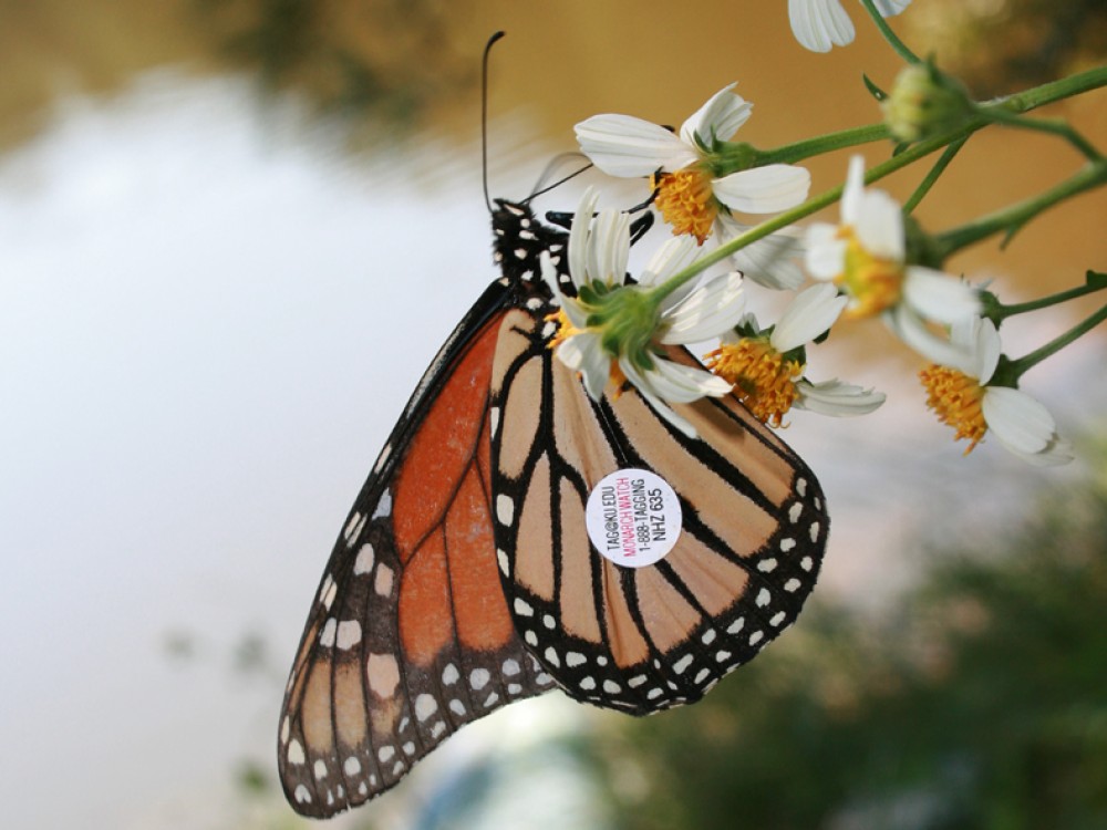 Journey North keeps monarch butterfly sightings in a permanent database. Each sighting becomes a part of the historical record. Over time, this long-term data reveals patterns and trends. 