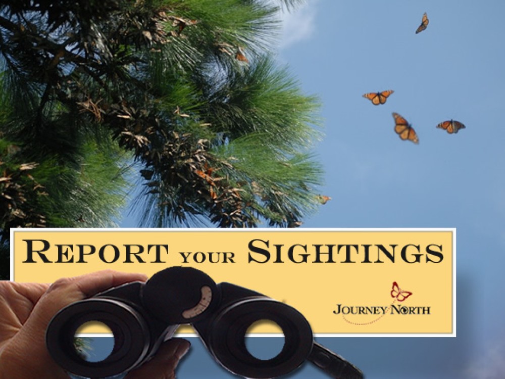 Each observer is a valuable part of Journey North's team of citizen scientists. Each sighting becomes part of a bigger picture about monarchs and their migration. What observations and discoveries will you contribute from your part of the world?