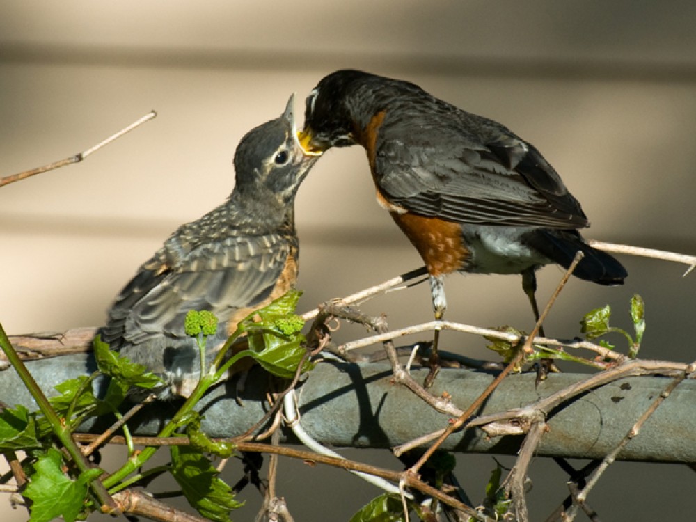 During summer, robin parents work from sunrise to sunset raising two to four broods. Newly fledged robins need time to grow and learn. Dad teaches them to forage for food, recognize dangers, and roost in trees with other robins. Few robins start new nests after late July. Caring for babies takes so much time and energy that migratory birds can do this for only a short time in their annual cycle. As the adults' hormones decrease and territorial feelings diminish, robins sing less and the chorus quiets. 