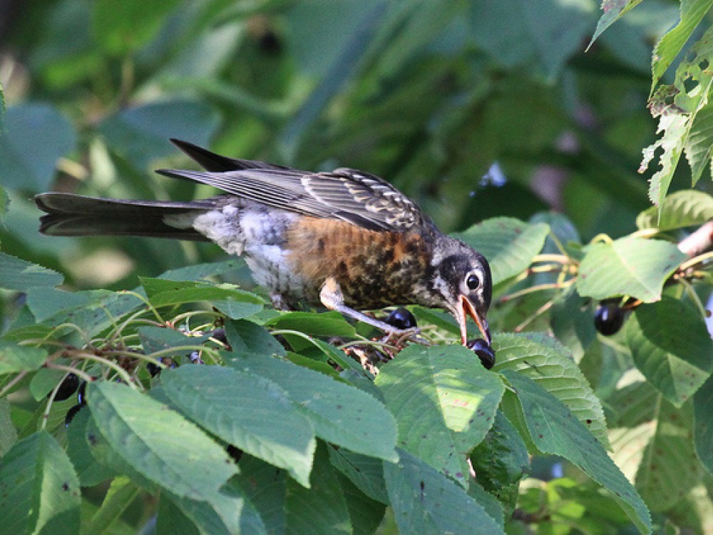 It's September. Robins that had three or four broods may still be raising young. As day length grows shorter, robins become restless and social. Flocks of robins are on the move, filling up on plentiful fruits and juicy berries. They are building up their body fat as fuel for fall migration. 