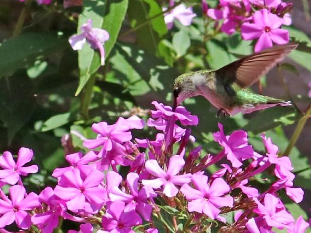 Hummingbird nectaring by Keith DeClercq