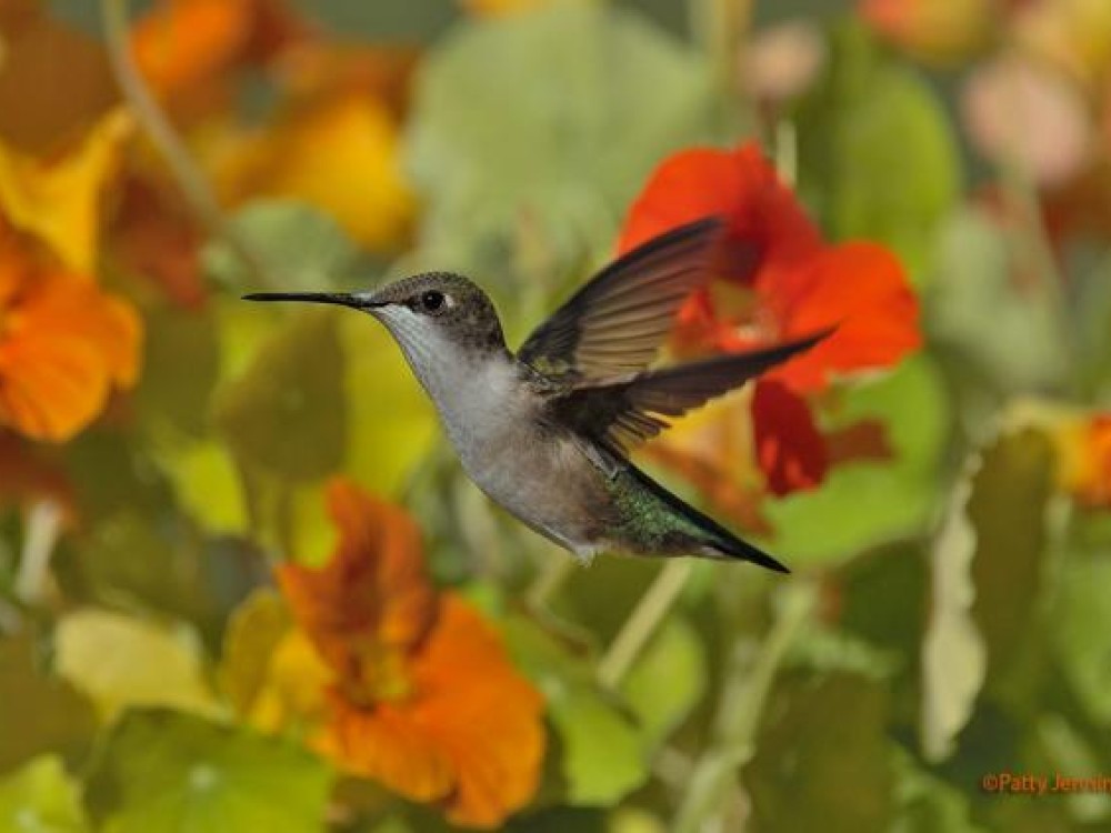 Peak Migration by Patty Jennings