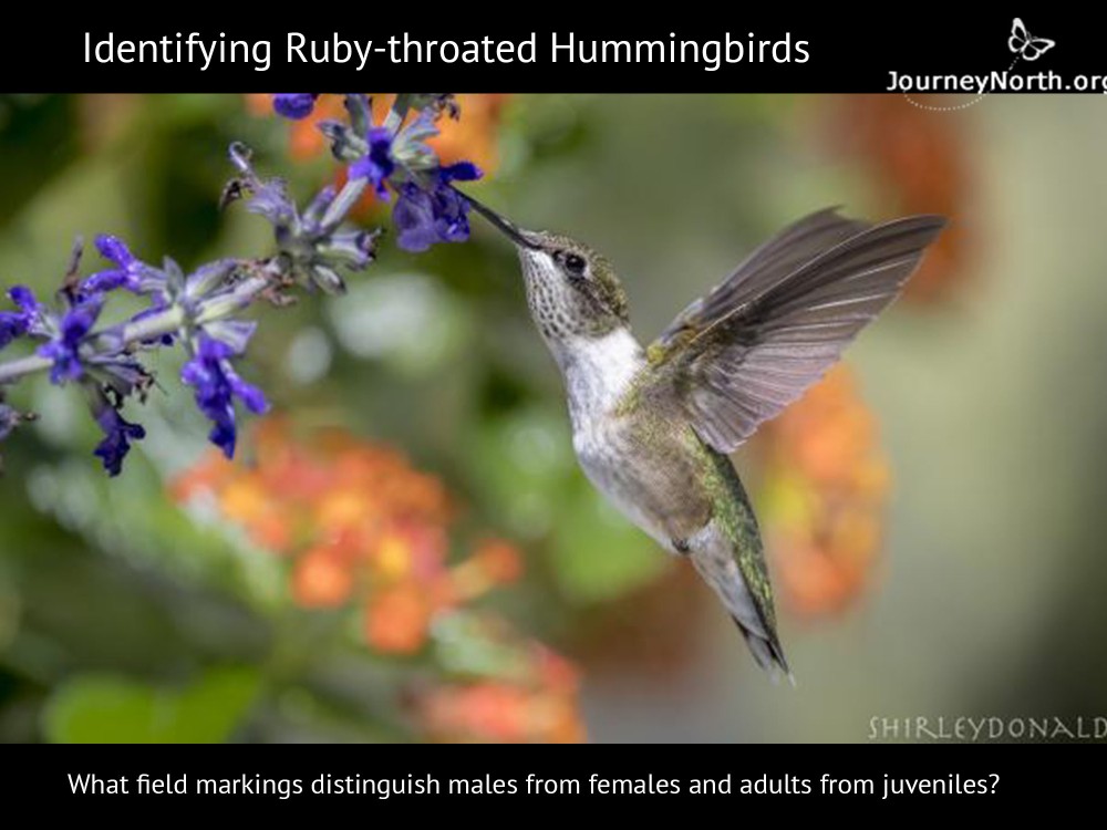 Male or Female? Adult or Juvenile?